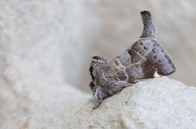Moths in Sweden