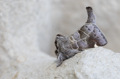 Moths in Sweden