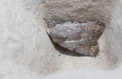 Moths in Sweden