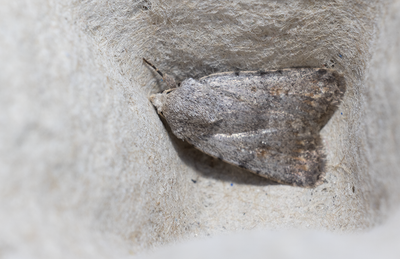 Moths in Sweden