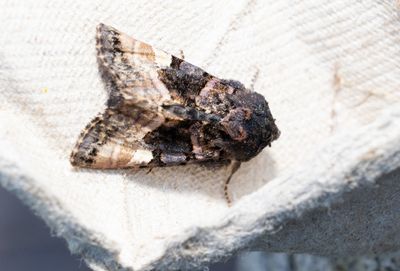 Moths in Sweden