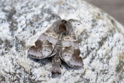 Moths in Sweden