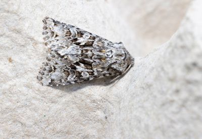 Moths in Sweden