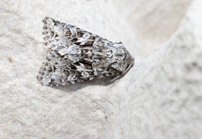 Moths in Sweden