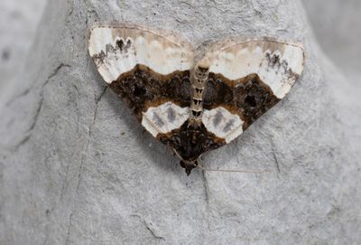 Moths in Sweden