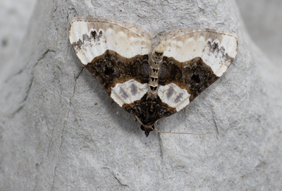 Moths in Sweden