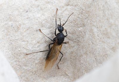 Other insects and spiders
