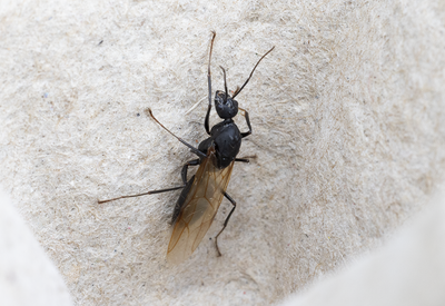 Other insects and spiders
