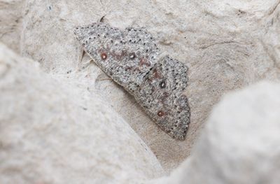 Moths in Sweden