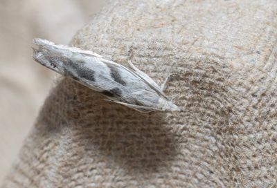 Moths in Sweden