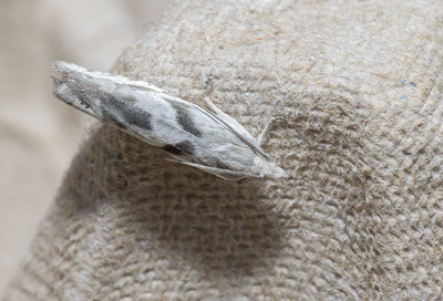 Moths in Sweden