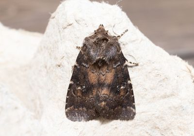 Moths in Sweden