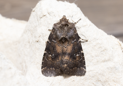 Moths in Sweden