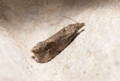 Moths in Sweden