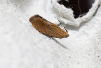 Moths in Sweden