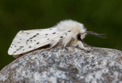 Moths in Sweden