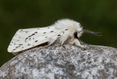 Moths in Sweden