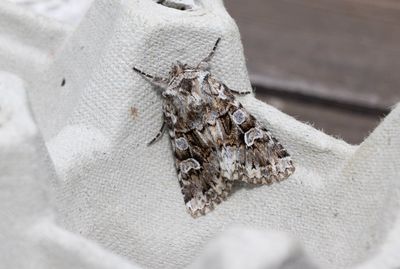 Moths in Sweden