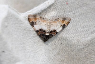 Moths in Sweden