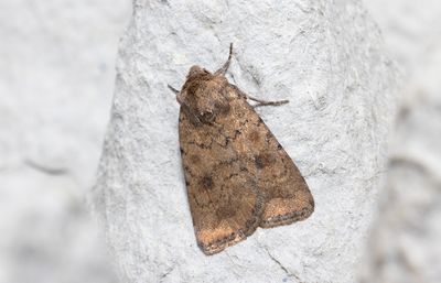 Moths in Sweden