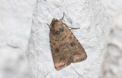 Moths in Sweden