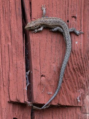 Mammals, Reptiles, Amphibians & Fishes