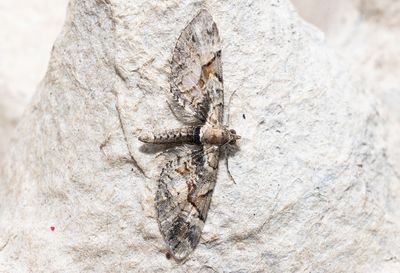 Moths in Sweden