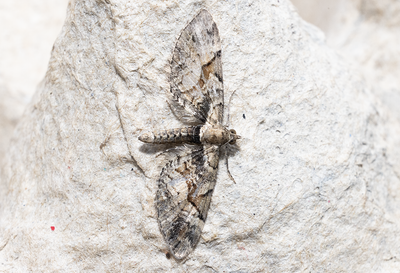 Moths in Sweden