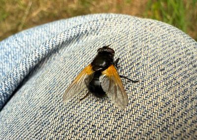 Other insects and spiders