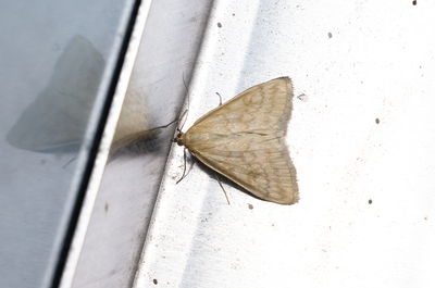 Moths in Sweden