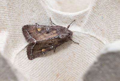 Moths in Sweden
