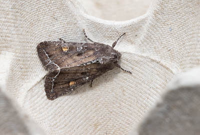 Moths in Sweden