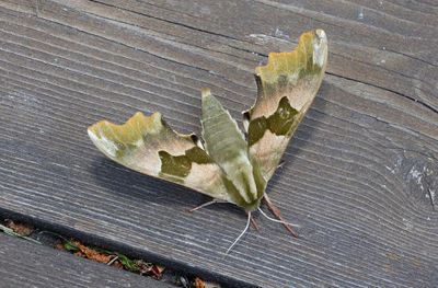 Moths in Sweden