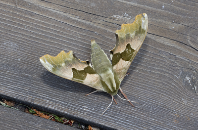 Moths in Sweden