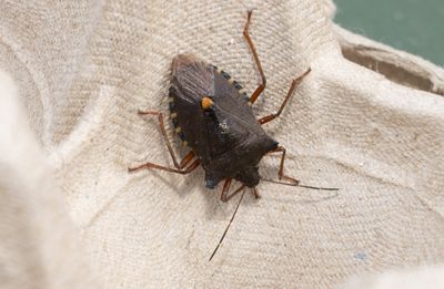 Other insects and spiders