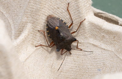 Other insects and spiders