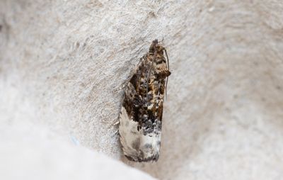 Moths in Sweden