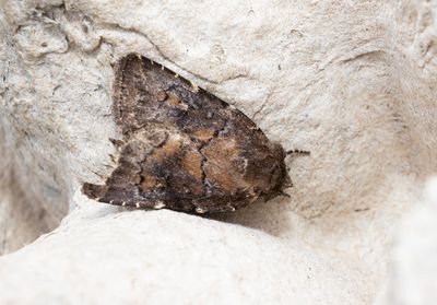 Moths in Sweden