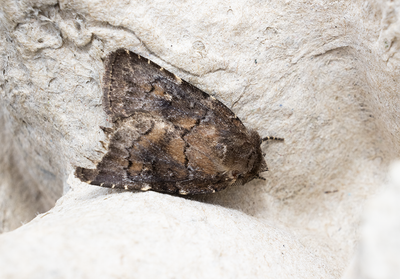 Moths in Sweden