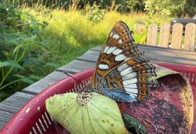 Butterflies in Sweden