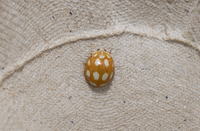 Other insects and spiders