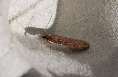Moths in Sweden
