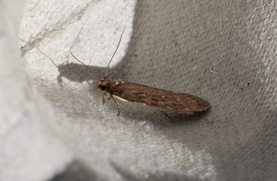 Moths in Sweden