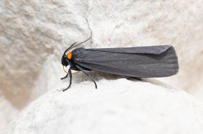 Moths in Sweden