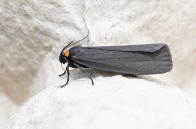 Moths in Sweden