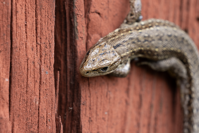 Mammals, Reptiles, Amphibians & Fishes