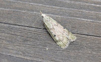 Moths in Sweden