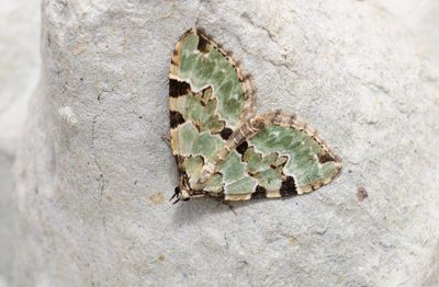 Grsgrn fltmtare (Colostygia pectinataria)