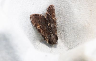 Moths in Sweden