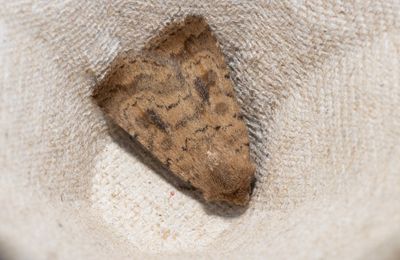 Moths in Sweden